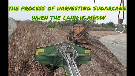 John Deere Ch570 Process Of Harvesting Sugarcane YouTube
