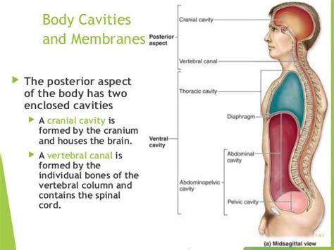 Body Cavities And Membranes The Posterior Aspect Of The