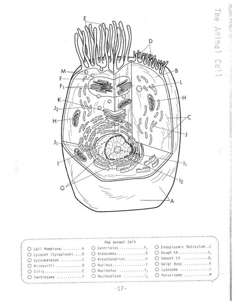Biology coloring pages animal cell animal cells worksheet. Cell Coloring Page - Coloring Home