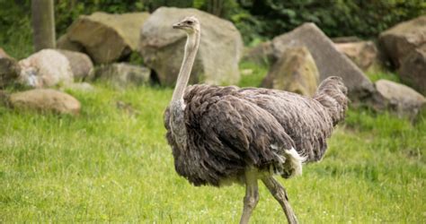 Truth Or Tail Do Ostriches Really Bury Their Head In The Sand When
