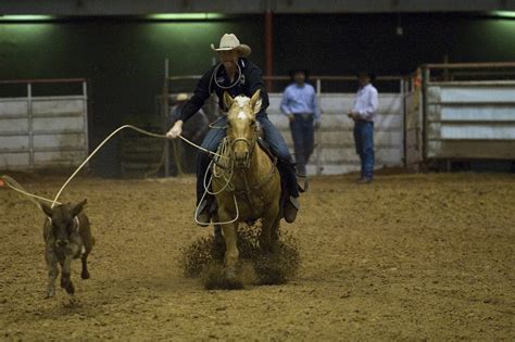 Free Images Man Rope Run Male Cattle Usa Calf Competition