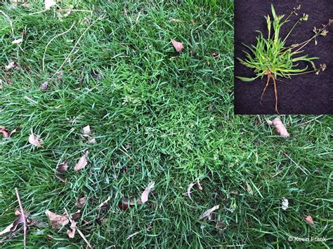 Spring Blooming Lawn And Garden Weeds A Focus On Winter Annual