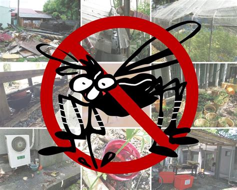 Raising Awareness Against Dengue Fever Spotlight National Taiwan