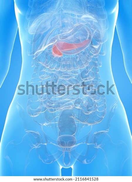 3d Rendered Illustration Female Pancreas Stock Illustration 2116841528