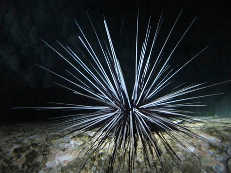 Real Monstrosities Black Long Spined Sea Urchin