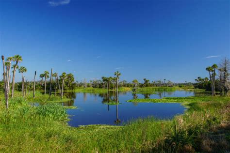 Best Florida Swamp Stock Photos Pictures And Royalty Free Images Istock