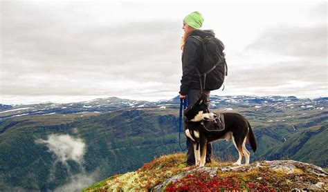 Dogs In Norway The Most Popular Norwegian Breeds Life In Norway
