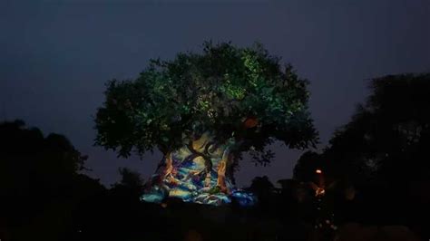 Photos Video Tree Of Life Awakenings Projection Show Returns To