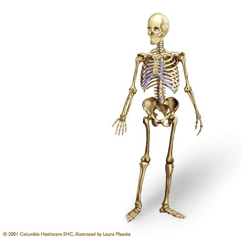 skeleton illustrations Archives - Medical Illustrations & Animations by Laura Maaske Medical ...