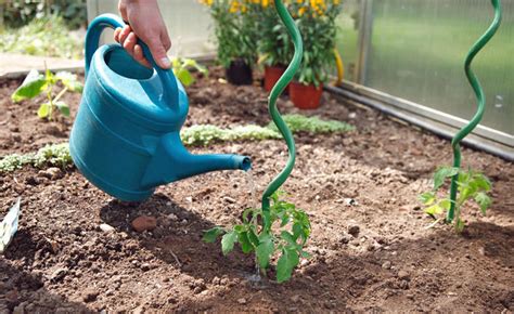 Damit ein komposthaufen seine aufgabe erfüllen kann, muss er ordnungsgemäß geschichtet. 49 Best Photos Wann Tomaten Pflanzen : Konnen ...