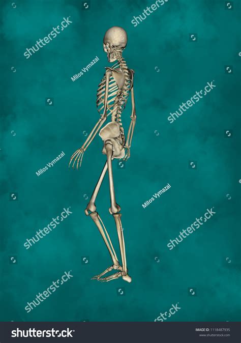 Female Skeleton 3d Human Model Stock Illustration 1118487935 Shutterstock