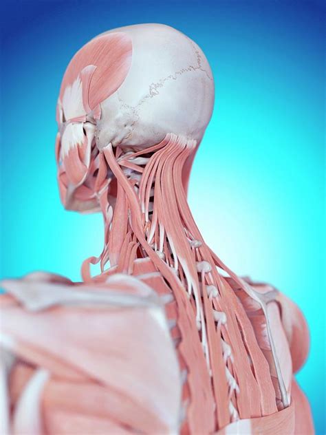 The cervical spine protects the nerves connecting to the brain, allowing the head to move freely while supporting its weight. Human Neck And Back Anatomy Photograph by Sebastian Kaulitzki/science Photo Library