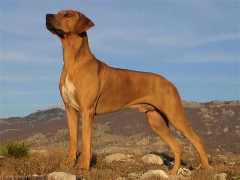 10 Things You Didnt Know About The Rhodesian Ridgeback