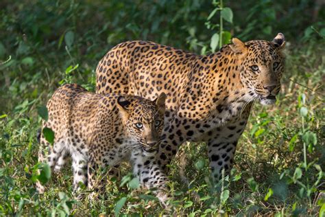 10 Things You Need To Know About Indian Leopards Nature Infocus