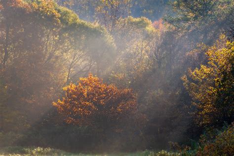 Sun Fog And Autumn On Behance