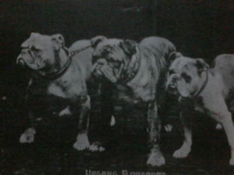 Pin By Psycho Gabber On Vintagedogs Vintage Dog British Bulldog