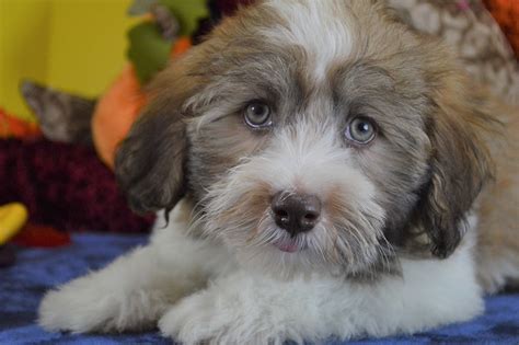 They are raised by a havanese loving family of five including. Havanese Puppies for Sale | Royal Flush Havanese