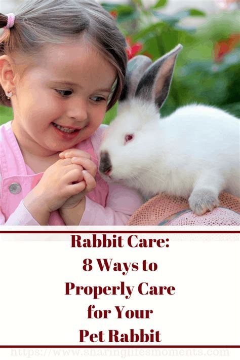Rabbit Care 8 Ways To Properly Care For Your Pet Rabbit Sharing Life