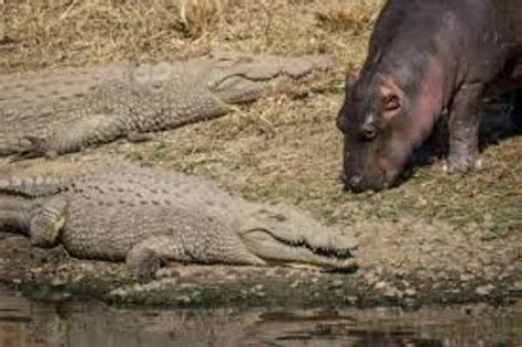 Can A Hippo Bite Crocodile In Half Is It Real Or Not