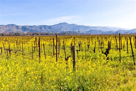 Napa Valley Vineyards And Spring Mustard Stock Image Image Of Tourist