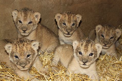 Cute Lion Cubs Lion Cubs Photo 36139556 Fanpop Page 5