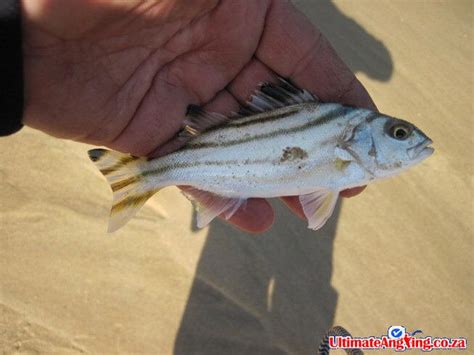 South African Thornfish Sea Tigerfish Photos And Pictures