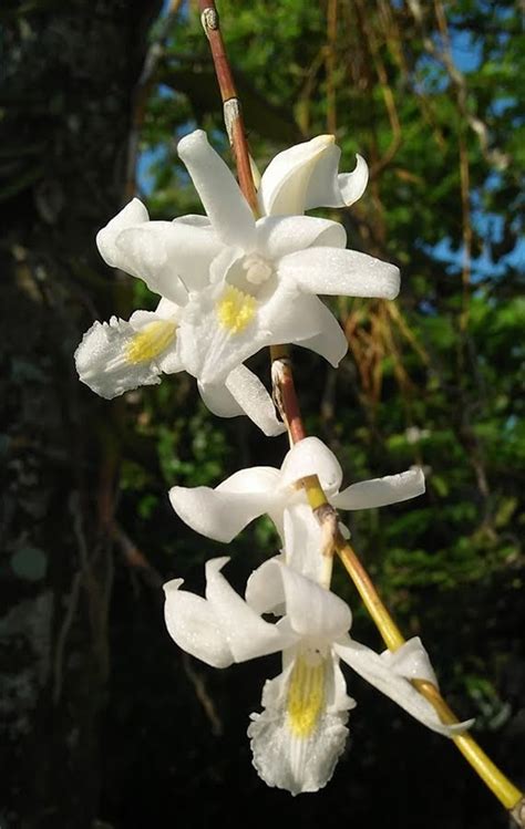 Dendrobium Crumenatum