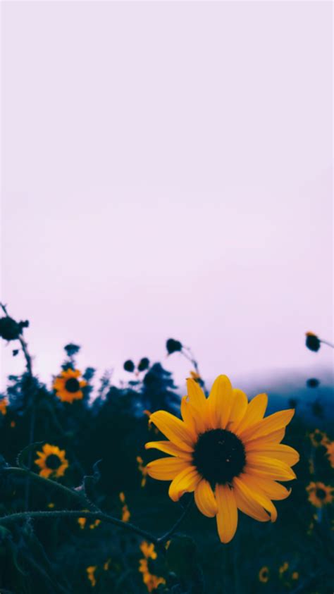 Cute Aesthetic Sunflower Wallpaper