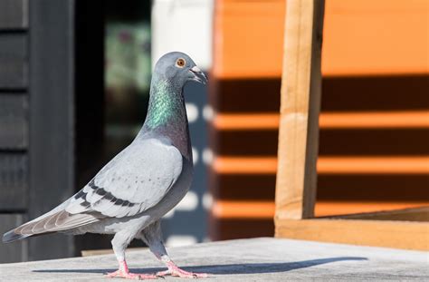 Pigeons are one of the most common pests in the uk and often require effective pigeon. Pest Control in Baltimore City Eliminates Nuisance Pigeons ...