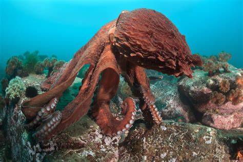 Top 6 Biggest Octopus In The World 2023