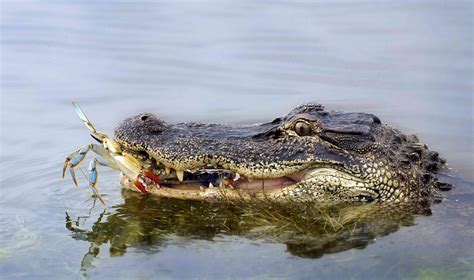 14 Amazing Facts About Alligators