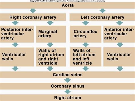 The capillary network via arteriolar segments, which are responsible for most of the coronary tree's ectopic coronary ostium located at or near the right posterior aortic sinus (noncoronary). IMAM Moscow Student Chapter: The Heart and How Does It ...