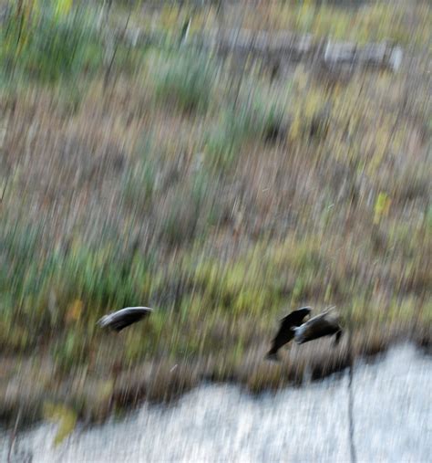 High Virginia Outdoors: Gauley River Trout Stocking