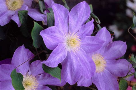 Perfect For The Patio Clematis Dianas Delight Is A Compact