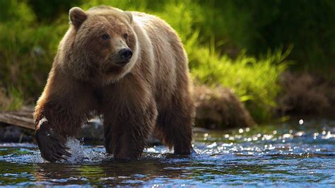 Grizzly Bears Wallpapers Wallpaper Cave