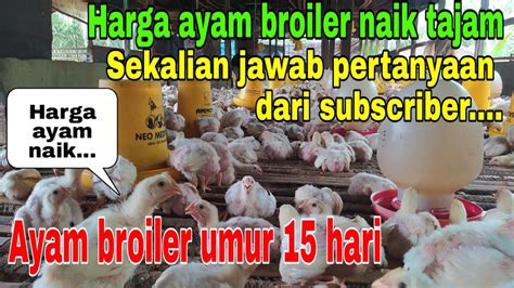 Terbukti masyarakat tetap membeli daging ayam walaupun jumlah pembeliannya dikurangi. Ayam broiler umur 15 hari || Harga ayam di seluruh ...