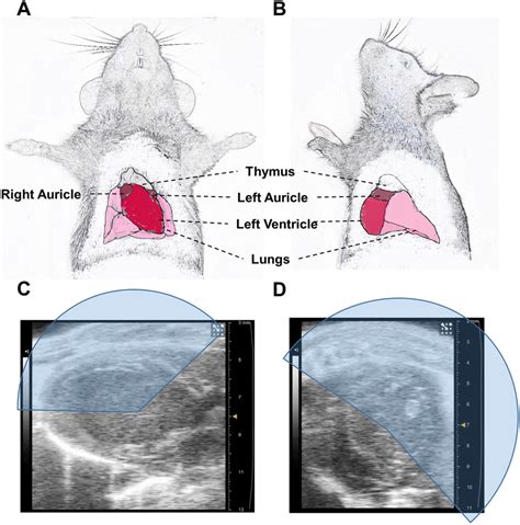 The Mouse Heart Has A Wide Window For Intracavitary Injection Anterior