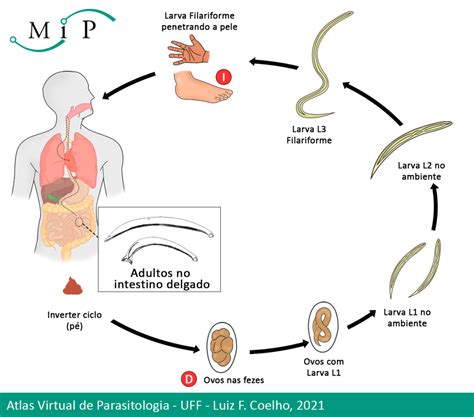 Atlas Virtual De Parasitologia