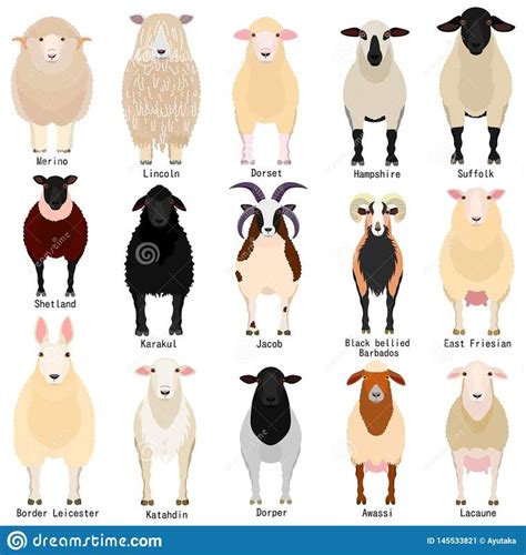 Getting Started With Sheep Choosing The Right Breed