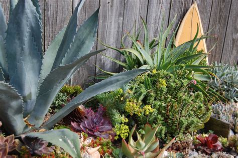Sous le thème du mois de l'alimentation Petit massif de succulentes (Cactus et plantes grasses)
