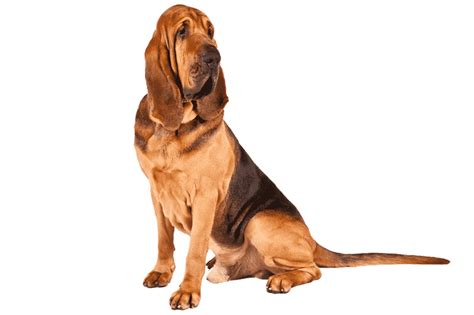 What this best food for dogs guide will demonstrated is a way on selecting the most reputable and trustworthy dog foods. Bloodhound: Breed Information: Facts, Pictures ...