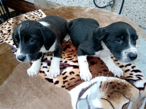 Beautiful Springador Puppys For Sale In Dungannon County Tyrone