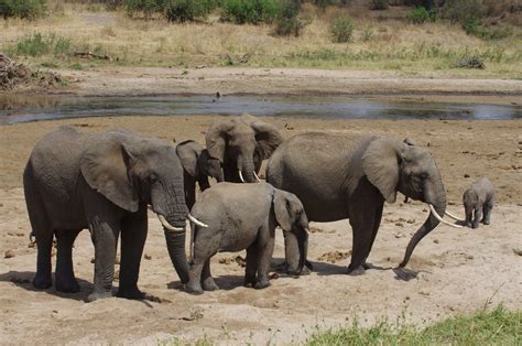 How Long Do Elephants Live Discover The Elephant Lifespan With Photos