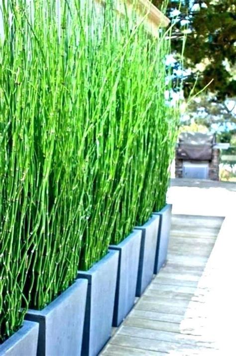 Immergrünes laub, verschwenderische blütenpracht, dekorativer fruchtschmuck und spitze dornen gegen ungebetene gäste zeichnen die folgenden beiden. Garten sichtschutz aus pflanzen