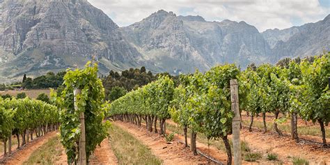 Discover Top 5 Wineries In Cape Town Wine International Association Wia