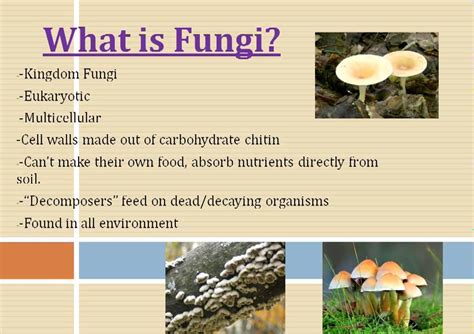 What Similarities And Differences Exist Between Plants And Fungi Youtube