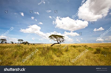Acacia Trees On The African Savanna Serengeti National Park Tanzania