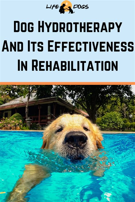 Dog Hydrotherapy And Its Effectiveness In Rehabilitation Dogs