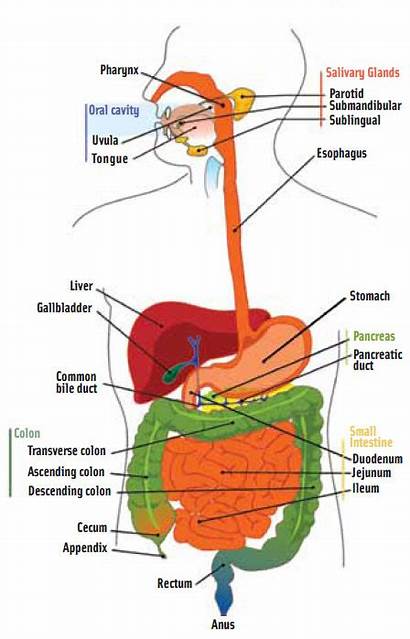 Digestion System Digestive Brief Technology Safety Ift