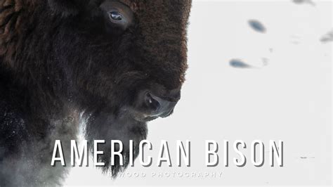 American Bison National Mammal Of The Us 🇺🇸 🦬 Youtube